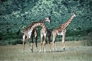 Giraffes: MAASAI GIRAFFE - x three