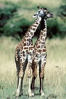 Giraffes: MAASAI GIRAFFE - x two standing
