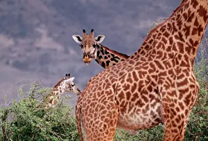 Peers: Maasai GIRAFFE - x three, Giraffe peers over 2nd