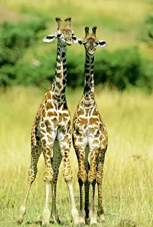 Tippelski: Maasai Giraffe - two young