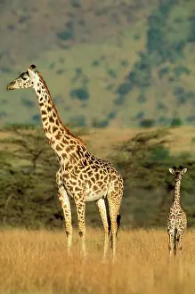 Tippelski: Maasai Giraffe - and young