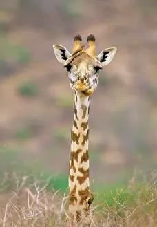 Tippelski: Maasai Giraffe - young with bird on head