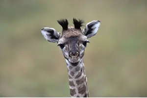 Giraffe: MAASAI GIRAFFE - young, close-up of head