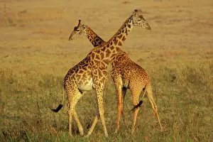 Necking: Maasai Giraffe - Young males 'necking' (dominance behavior)