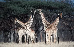 Giraffes: MAASAI GIRAFFES - x four