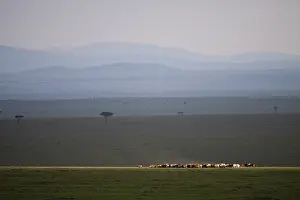 Peoples: Maasai herd on the savannah of Masai Mara Reserve Kenya