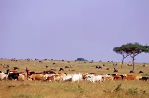Encroachment: Maasai men and cattle
