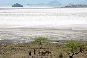 Massai: Maasai moving with donkeys near lake Natron