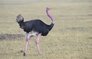 Ostriches: Maasai Ostriches
