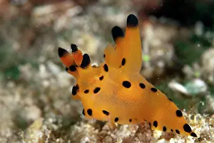 Mabul: Mabul Thecacera Nudibranch