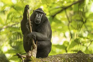 Indonesian: Macaca nigra, tangkoko national park, indonesia