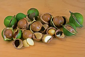 Nuts: Macademia Nuts