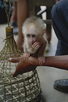 Cercopithecinae: Macaque Monkey for Sale Illegally