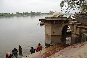 Baths: Macaque and sacred cow River Yamuna Mathura Uttar Pradesh