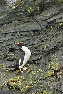 Macaroni: Macaroni Penguin