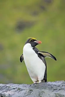 Macaroni: Macaroni Penguin