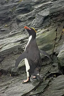 Macaroni: Macaroni Penguin