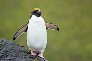 Macaroni: Macaroni Penguin