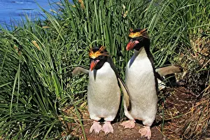 Macaroni: Macaroni Penguin - two