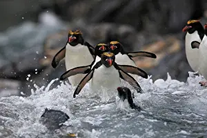 Macaroni: Macaroni Penguin