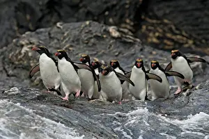 Macaroni: Macaroni Penguin