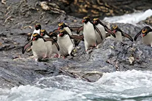 Macaroni: Macaroni Penguin