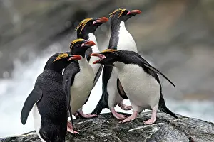 Macaroni: Macaroni Penguin
