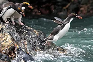Macaroni: Macaroni Penguin