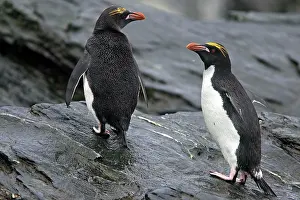 Macaroni: Macaroni Penguin