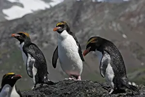 Macaroni: Macaroni Penguin