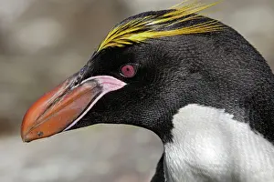 Macaroni: Macaroni Penguin