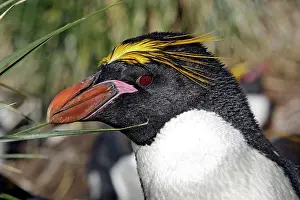 Macaroni: Macaroni Penguin