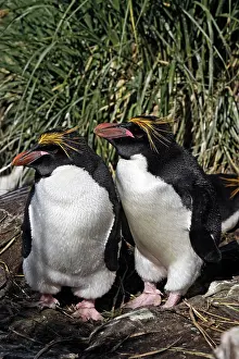 Macaroni: Macaroni Penguin