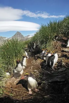 Macaroni: Macaroni Penguin
