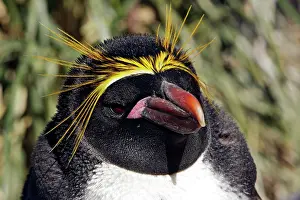 Macaroni: Macaroni Penguin