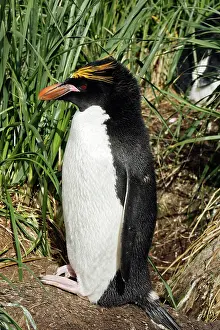 Macaroni: Macaroni Penguin