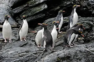 Macaroni: Macaroni Penguin