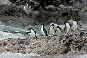 Macaroni: Macaroni Penguin