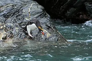 Macaroni: Macaroni Penguin