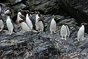 Macaroni: Macaroni Penguin