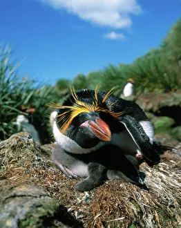 Macaroni: Macaroni Penguin