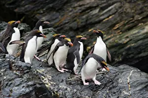 Macaroni: Macaroni Penguin