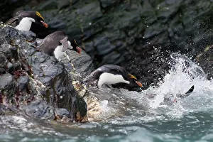 Macaroni: Macaroni Penguin