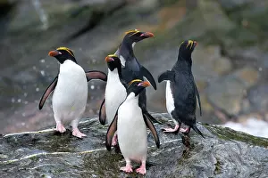 Macaroni: Macaroni Penguin