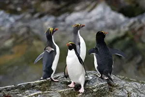 Macaroni: Macaroni Penguin