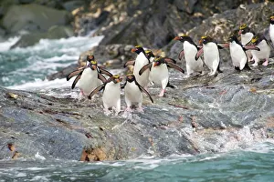 Macaroni: Macaroni Penguin