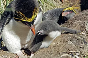 Macaroni: Macaroni Penguin - adult & young