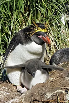 Macaroni: Macaroni Penguin - adult & young