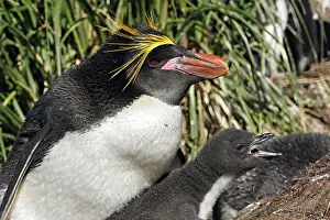Macaroni: Macaroni Penguin - adult & young