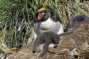 Macaroni: Macaroni Penguin - adult & young